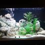 freshwater fish tank (mostly fish and non-living decorations) - My 36g set up ready for getting my first mbuna, it looks quite different now.