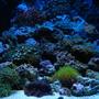 27 gallons reef tank (mostly live coral and fish) - 27 gallon reef