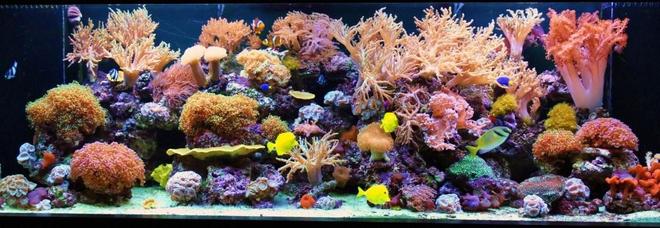 200 gallons reef tank (mostly live coral and fish) - 200 Gallon Reef Tank