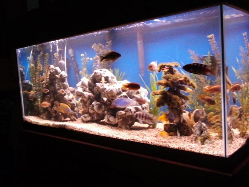 Rated #57: 75 Gallons Freshwater Fish Tank - 75gal african cichlid tank