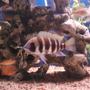freshwater fish - cyphotilapia frontosa - frontosa cichlid stocking in 75 gallons tank - 7 stripe frontosa