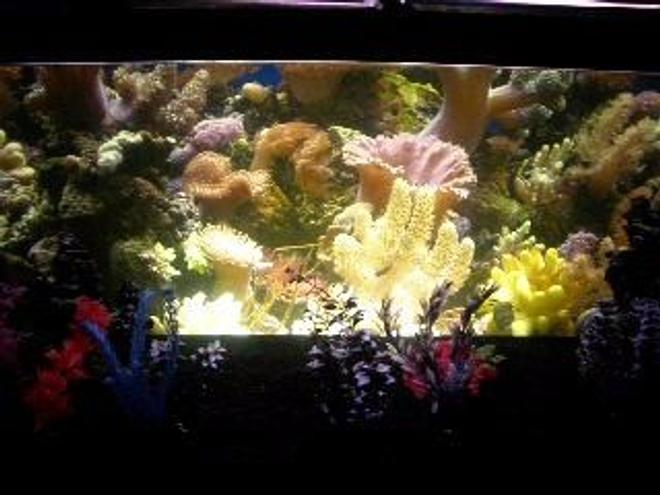 90 gallons reef tank (mostly live coral and fish) - costume background i created