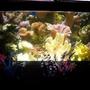 90 gallons reef tank (mostly live coral and fish) - costume background i created