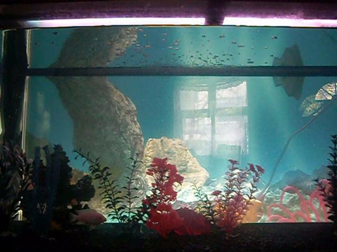 90 gallons freshwater fish tank (mostly fish and non-living decorations) - same 90 gallon tank