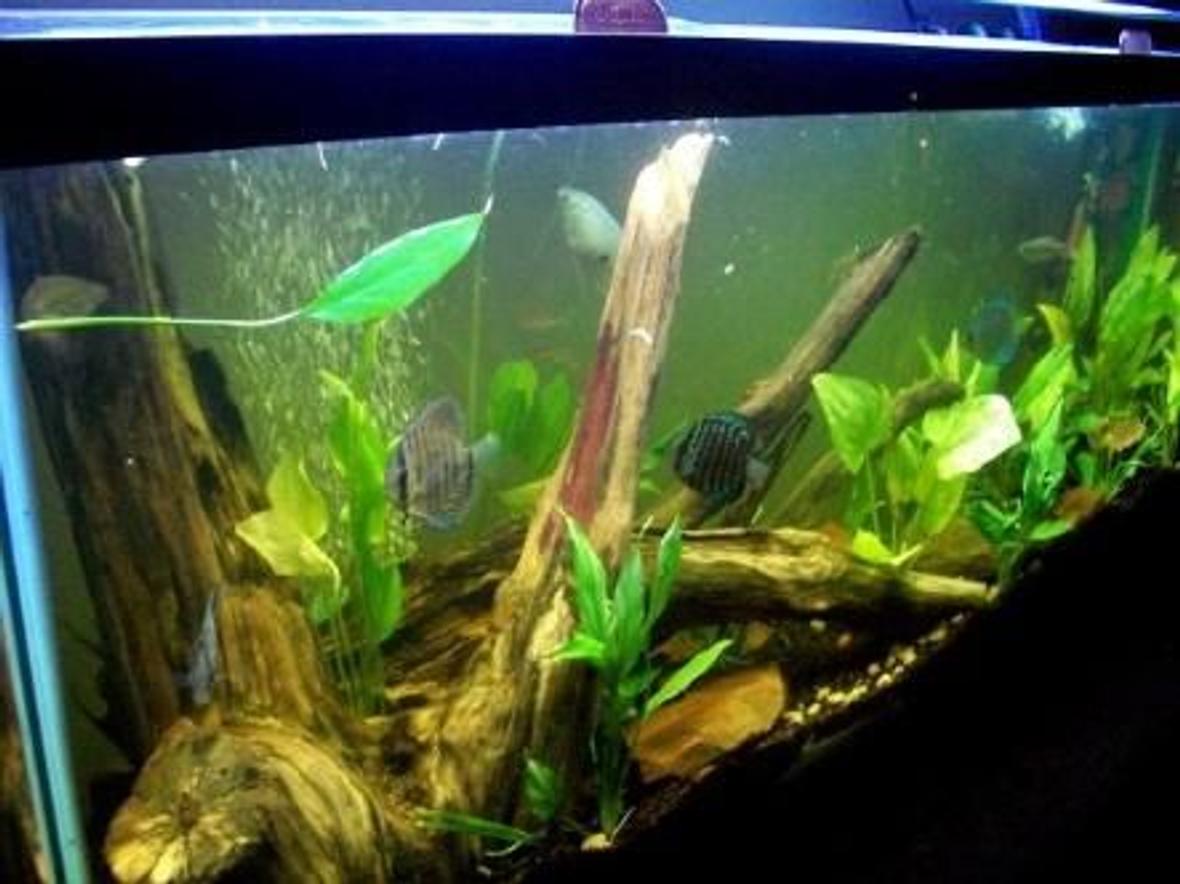 55 gallons planted tank (mostly live plants and fish) - new arrangment of my 55 gallon