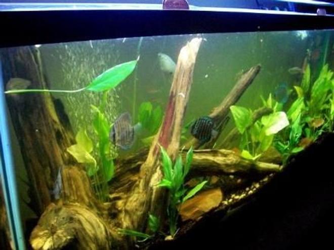 55 gallons planted tank (mostly live plants and fish) - new arrangment of my 55 gallon