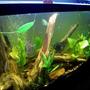 55 gallons planted tank (mostly live plants and fish) - new arrangment of my 55 gallon