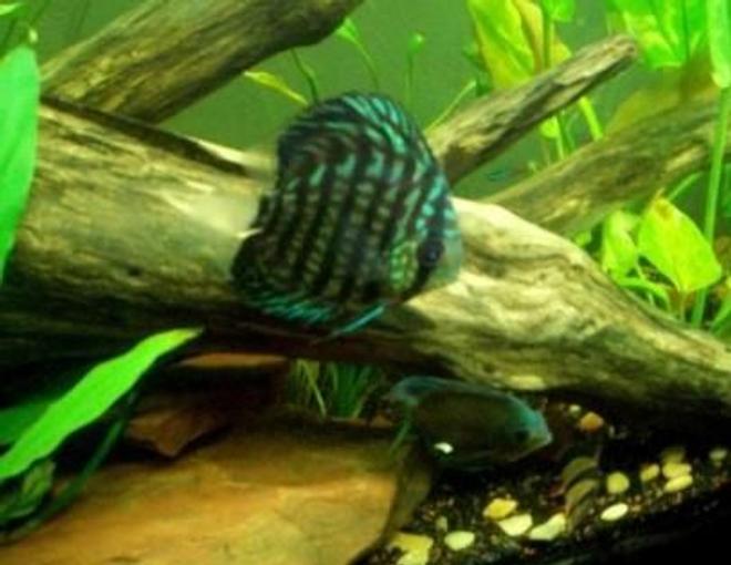 freshwater fish - symphysodon spp. - red turquoise discus stocking in 55 gallons tank - red turquiose and blue diamond discus