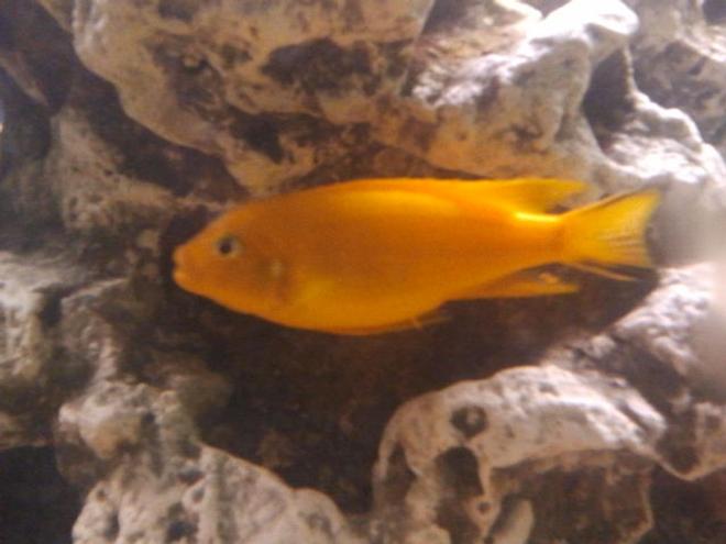 freshwater fish stocking in 75 gallons tank