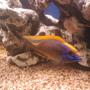 freshwater fish - aulonocara baenschi - sunshine peacock stocking in 75 gallons tank - Xxx