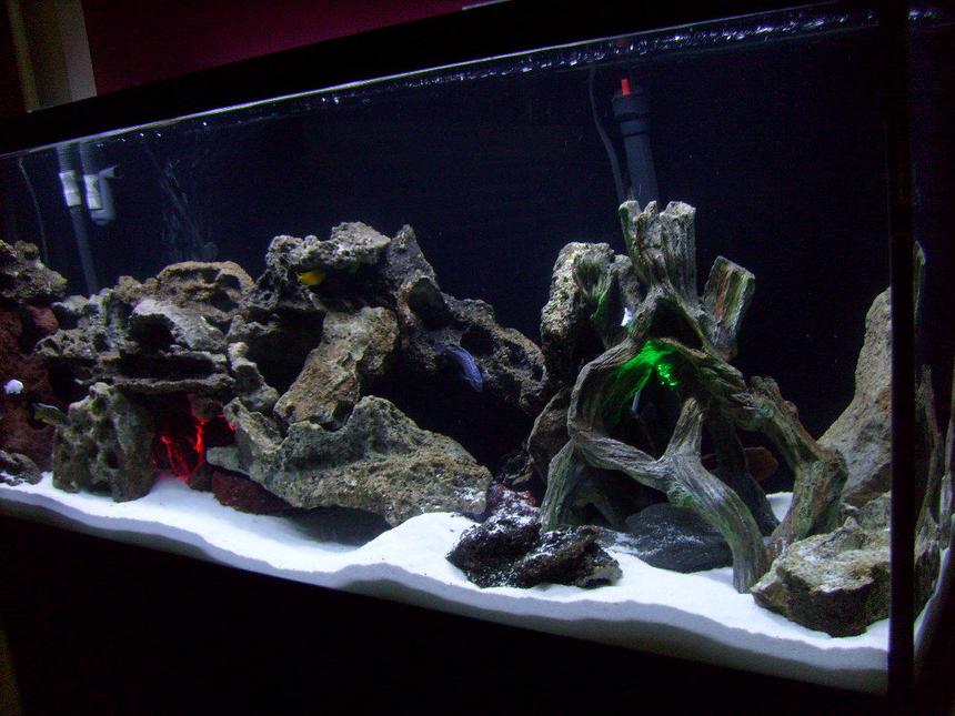Rated #15: 55 Gallons Freshwater Fish Tank - My 55 gal cichlid tank w/Lake Malawi cichlids...white sand...2 underwater lights...green and red.  Lace Rock. Using a fluval 305 canister filter. An overhead dual coral life aquarium lite w/one blue bulb and one white bulb.