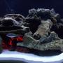 fish tank picture - The red lit cave