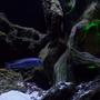freshwater fish - melanochromis johannii - johanni cichlid stocking in 55 gallons tank - The Green lit Mangrove