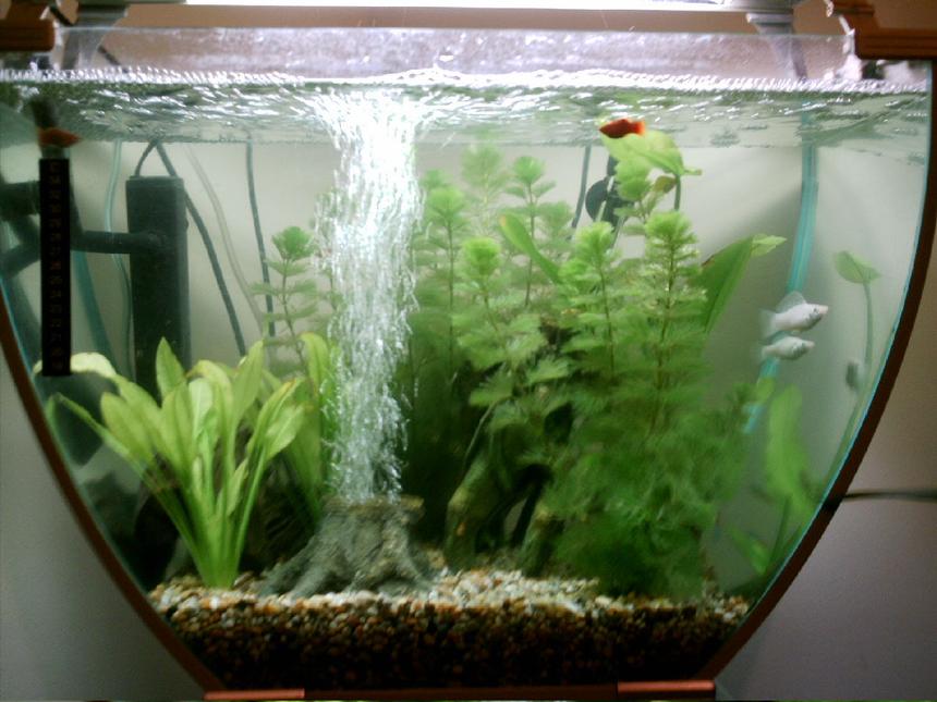 Rated #231: 16 Gallons Freshwater Fish Tank - My 1st tank....Please rate :-)
