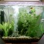 16 gallons freshwater fish tank (mostly fish and non-living decorations) - My 1st tank....Please rate :-)