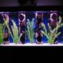 80 gallons freshwater fish tank (mostly fish and non-living decorations) - 80 Gallon malawi cichlid tank
