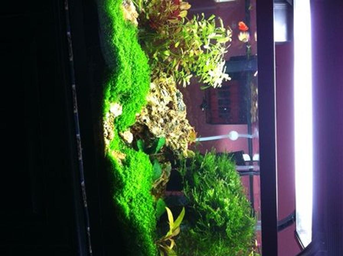 10 gallons planted tank (mostly live plants and fish) - Baby Tears , Dwarf Ludwigia inclinata var. verticillata 'Cuba' Ludwigia inclinata 'Green' Java Moss on tree Telanthera Rosefolia