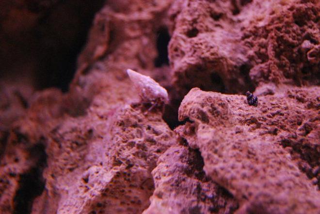 corals inverts - clibanarius sp. - dwarf yellow tip hermit crab stocking in 55 gallons tank - Blue Legged Hermit and Tiny snail