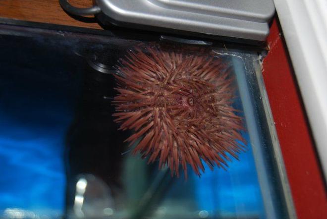 corals inverts - lytechinus variegatus - pincushion urchin stocking in 55 gallons tank - Sea urchin up on glass.