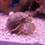 corals inverts - dardanus calidus - hermit crab stocking in 55 gallons tank - I don't exactly know what kind of hermit crab this is yet. I'm guessing an Albino White Hermit Crab. idk.