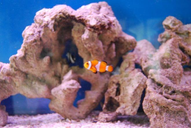 saltwater fish - amphiprion ocellaris - ocellaris clownfish stocking in 55 gallons tank - Clownfish. Don't know the specific name.