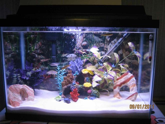 20 gallons freshwater fish tank (mostly fish and non-living decorations) - 4 African Cichlids 
1 African Spiny Eel