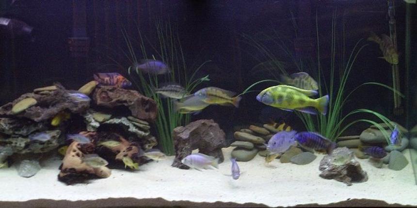 Rated #45: 90 Gallons Freshwater Fish Tank - My mixed African Cichlid aquarium.