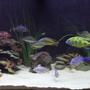 90 gallons freshwater fish tank (mostly fish and non-living decorations) - My mixed African Cichlid aquarium.