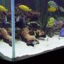 fish tank picture - Mixed African Cichlid aquarium from another angle.