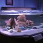 375 gallons saltwater fish tank (mostly fish, little/no live coral) - 150 gal acrylic tank