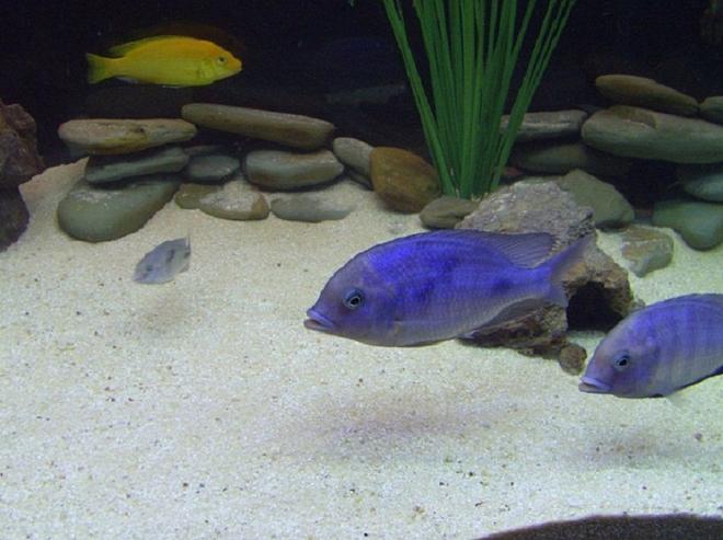 freshwater fish - cyrtocara moorii - blue dolphin cichlid stocking in 90 gallons tank - Two of my young adult Blue Dolphin African Cichlids along with a baby Blue Dolphin African Cichlid.  In the background there's an Electric Yellow African Cichlid.