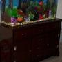 55 gallons freshwater fish tank (mostly fish and non-living decorations) - 55G Acrylic Cichlid Tank