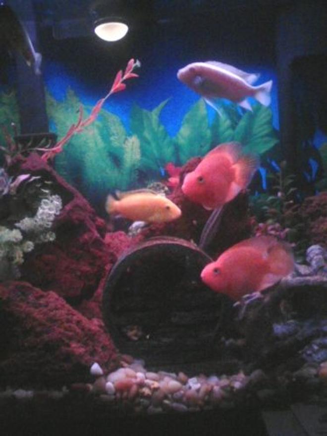 freshwater fish - heros severus x amphilophus citrinellum - blood parrot stocking in 55 gallons tank - 37G Tall