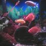 freshwater fish - heros severus x amphilophus citrinellum - blood parrot stocking in 55 gallons tank - 37G Tall
