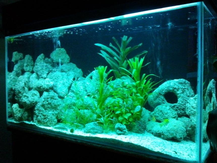 Rated #599: Freshwater Fish Tank - My 36g moonlight view, I've now got some malawi's hiding in there!
