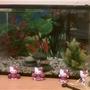 5 gallons freshwater fish tank (mostly fish and non-living decorations) - 2 lionhead fish