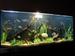view more best photos of variety 245 gallons tank 
