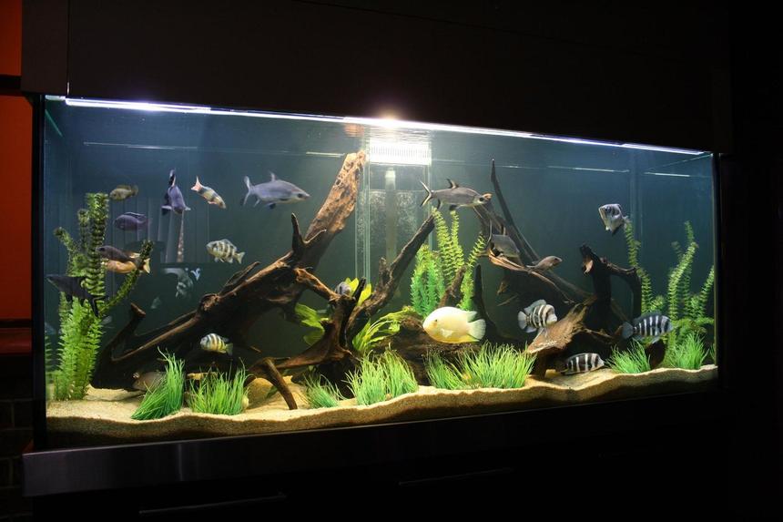 Rated #8: 245 Gallons Freshwater Fish Tank - cichlid tank!