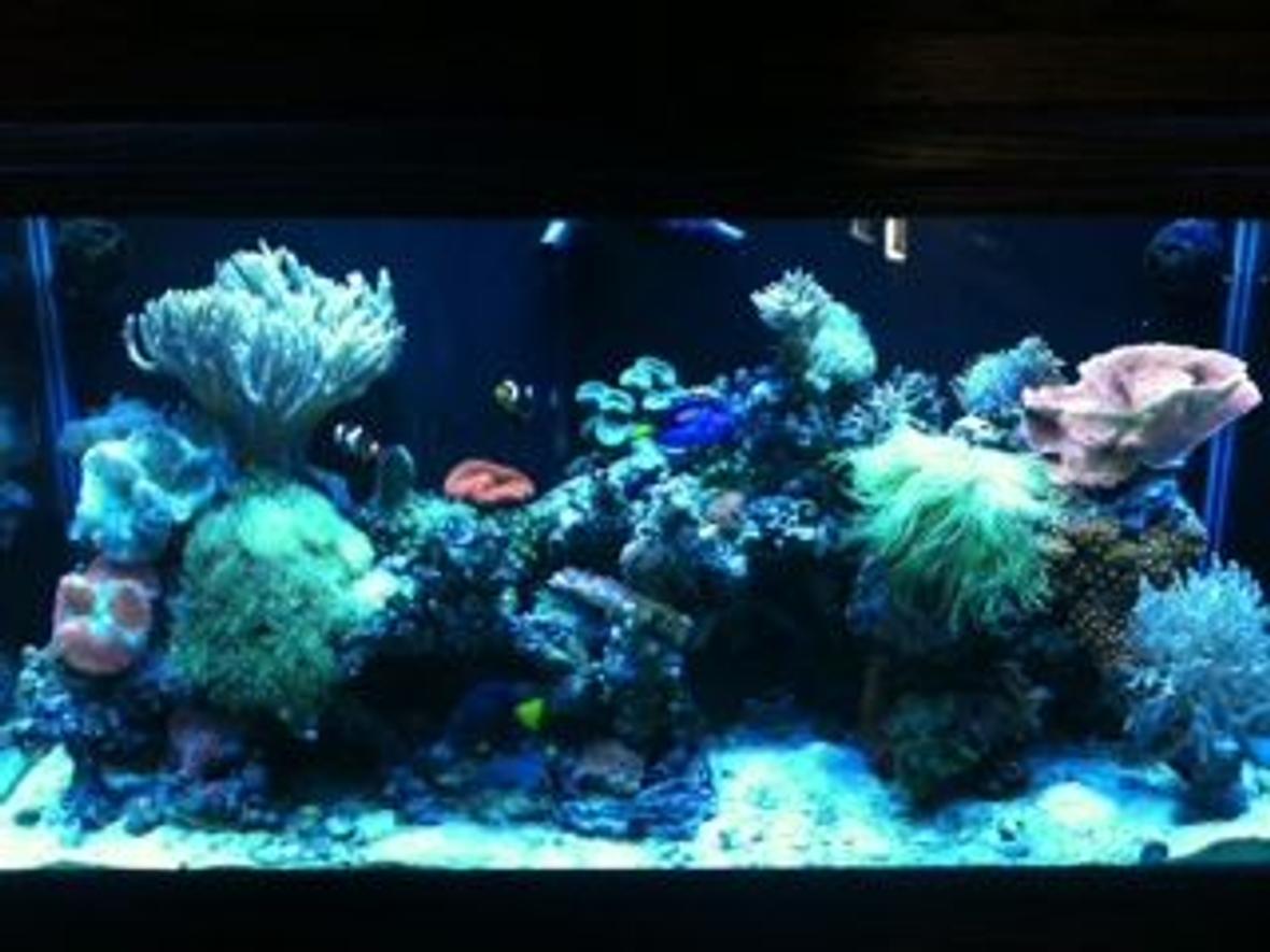 90 gallons reef tank (mostly live coral and fish) - September 10, 2011
