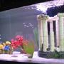 45 gallons freshwater fish tank (mostly fish and non-living decorations) - My Tropical Freshwater Aquarium