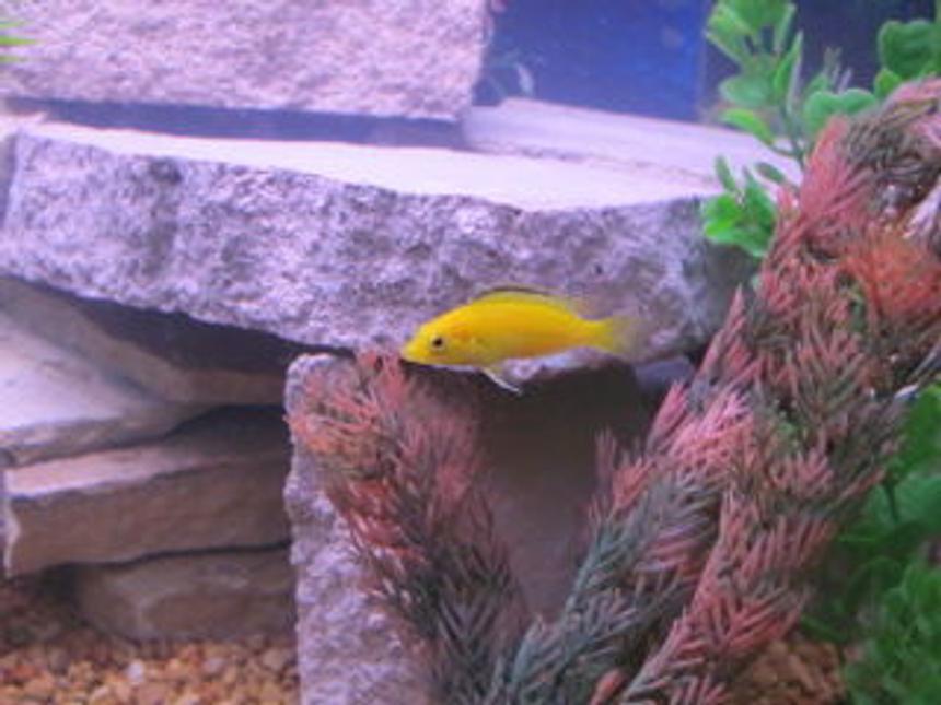 Rated #84: Freshwater Fish - Labidochromis Caeruleus - Electric Yellow Cichlid Stocking In 29 Gallons Tank - yellow lab cichlid