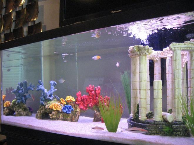 45 gallons freshwater fish tank (mostly fish and non-living decorations) - A shot of all the tank inhabitants