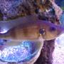 freshwater fish - greenwoodochromis stocking in 300 gallons tank - 8" greenwoodochromis
