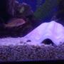 freshwater fish - pseudotropheus demasoni - demasoni cichlid stocking in 300 gallons tank - pseudotroph demasoni making a home under a shell.