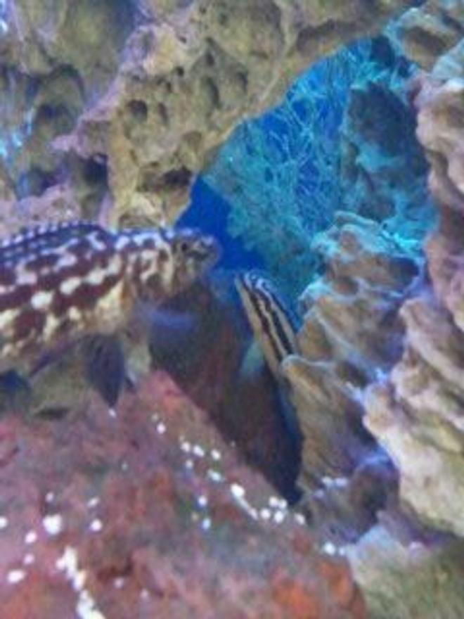 freshwater fish - julidochromis marlieri - marlieri cichlid stocking in 300 gallons tank - rock dwellers from tanganyika, julidochromis marlieri and transcriptus