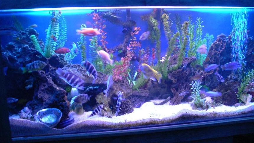 Rated #4: 300 Gallons Freshwater Fish Tank - 1200L(300Gal) tank with 90 african cichlids.