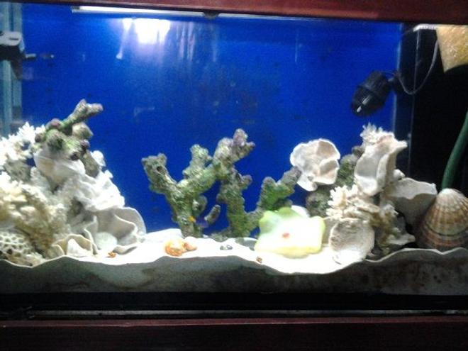 10 gallons saltwater fish tank (mostly fish, little/no live coral) - those are dead corals