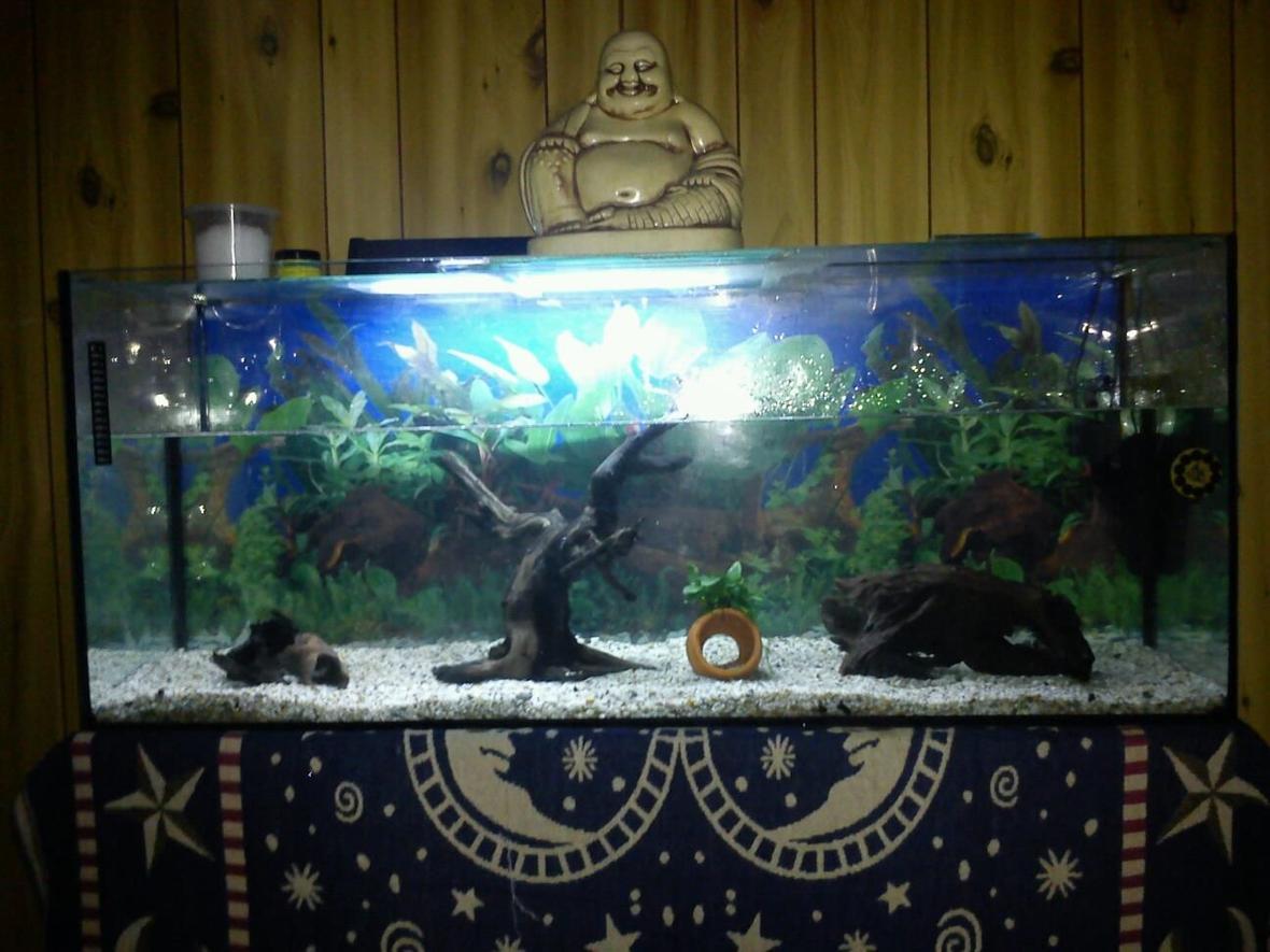 fish tank picture - new set up