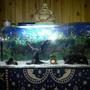 fish tank picture - new set up