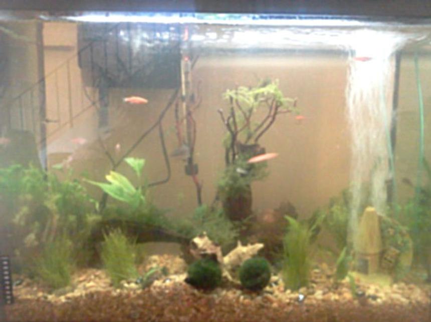 Rated #188: 40 Gallons Planted Tank - Terrible picture, I've tried to get a better one and they always come out crappy.